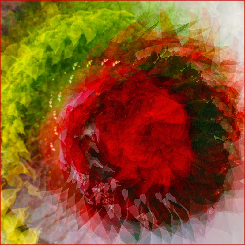 Poinsettia Swirl by Jim Atkinson